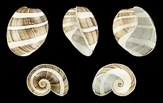 Hydatina albocincta