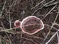 photo d'Hydnellum concrescens