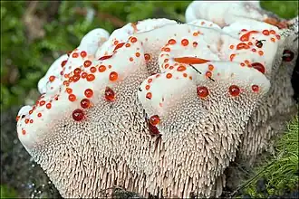 photo de Hydnellum ferrugineum