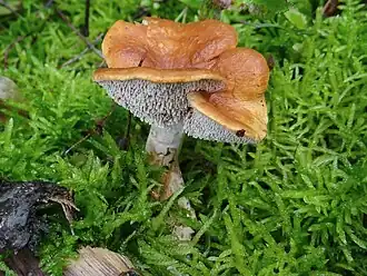 Description de l'image Hydnum rufescens a1.JPG.
