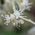 Fleurs fertiles