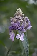 Fleurs