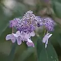 Fleurs