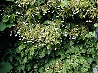 Fleurs
