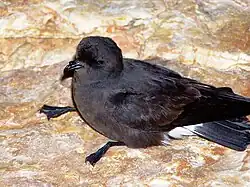 Hydrobates pelagicus