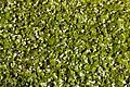 Hydrocharis morsus-ranae