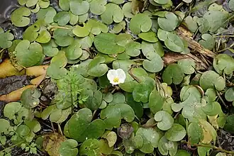 Morène.