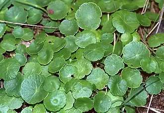 Description de l'image HydrocotyleVulgaris.jpg.