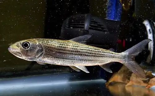 Hydrocynus brevis
