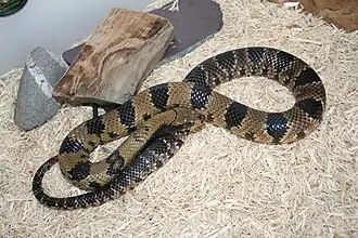 Ñacaniná(Hydrodynastes gigas)