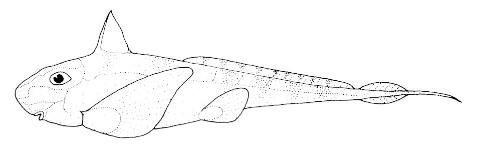 Hydrolagus bemisi