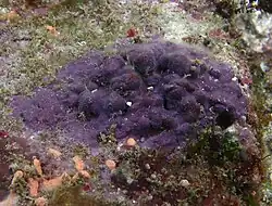Hydrolithon sp.