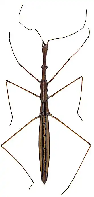 Hydrometra gracilenta, Zoologische Staatssammlung Münich
