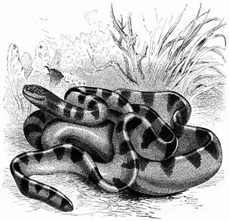Description de l'image Hydrophis - Brehms.jpg.