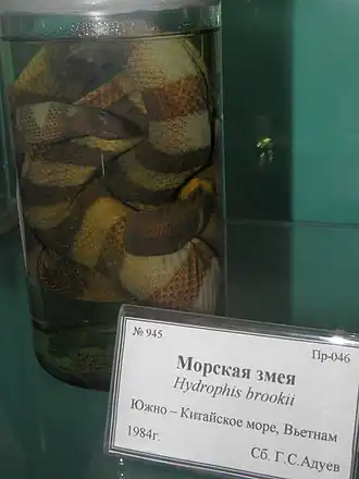 Description de l'image Hydrophis brooki.JPG.
