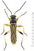 Hyginus auricornis, Brunei.