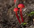 Hygrocybe miniata.