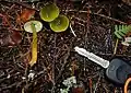 Hygrocybe psittacina.