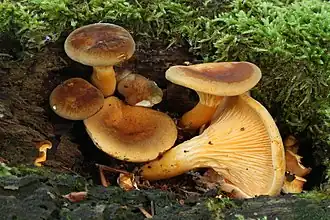 Hygrophoropsis rufa (Hygrophoropsidaceae).