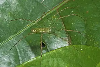 Description de l'image Hygropoda lineata.jpg.