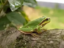 Photographie en couleurs d'une grenouille verte sur une souche.