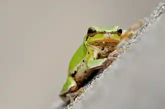 Description de l'image Hyla chinensis.jpg.