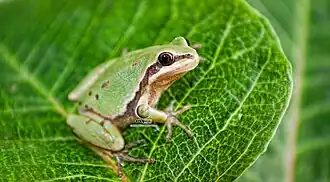 Description de l'image Hyla eximia.jpg.