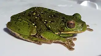 Description de l'image Hyla gratiosa UMFS 2014 2.JPG.