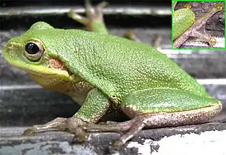 Description de l'image Hyla squirella2.jpg.