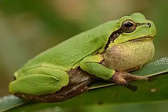 Description de l'image Hyla suweonensis.jpg.