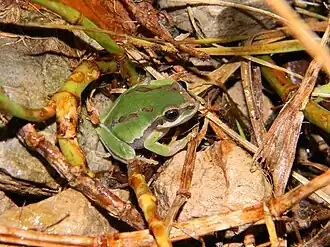 Description de l'image Hyla walkeri.jpeg.