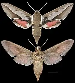 Hyles hippophaes