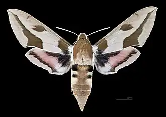 Hyles nicaea castissima face dorsale