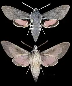Hyles vespertilio