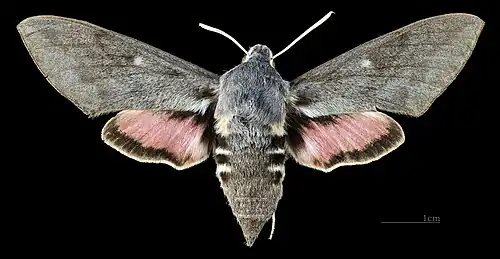 Avers de la femelle (coll.MHNT)