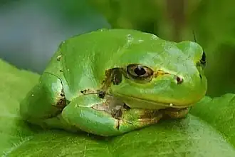 Description de l'image Hylidae 001.jpg.