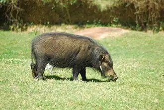 Hylochoerus meinertzhageni