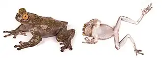 Description de l'image Hyloscirtus condor (10.3897-zookeys.809.25207) Figure 4.jpg.