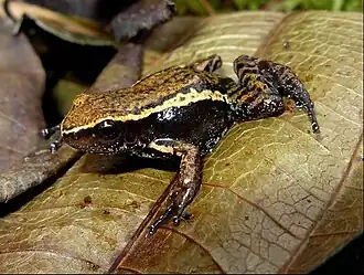 Description de l'image Hyloxalus subpunctatus.jpg.