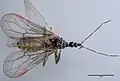 Enicocephalinae: Hymenocoris formicinus, de Californie (États-Unis).