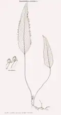 Hymenophyllum cruentum Cav.
