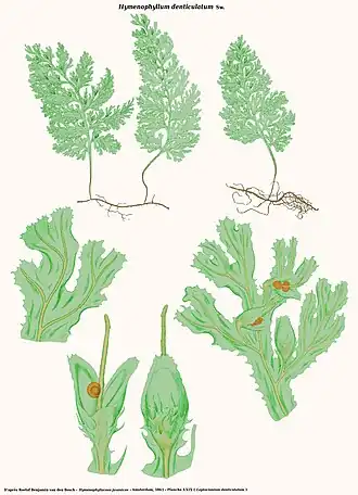 Hymenophyllum denticulatum Sw.