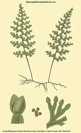 Hymenophyllum polyanthos (Sw.) Sw.