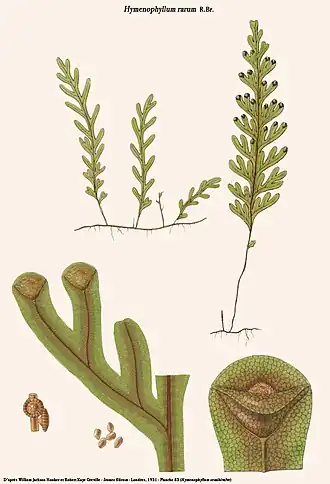 Hymenophyllum rarum R.Br.