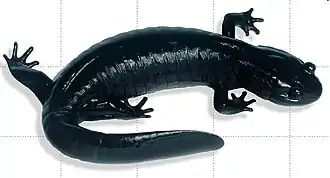 Description de l'image Hynobius boulengeri.jpg.