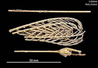 Hyocrinus cyanae.