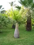 Hyophorbe lagenicaulis