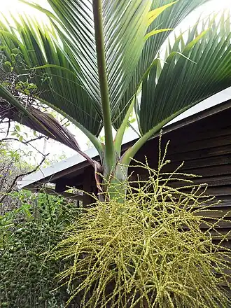Hyophorbe vaughanii