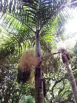 Hyophorbe verschaffeltii