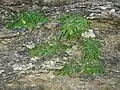 plusieurs plantes sur son habitat typique de failles calcaires.